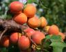 Click for 1 image(s) for this accession. Fruit